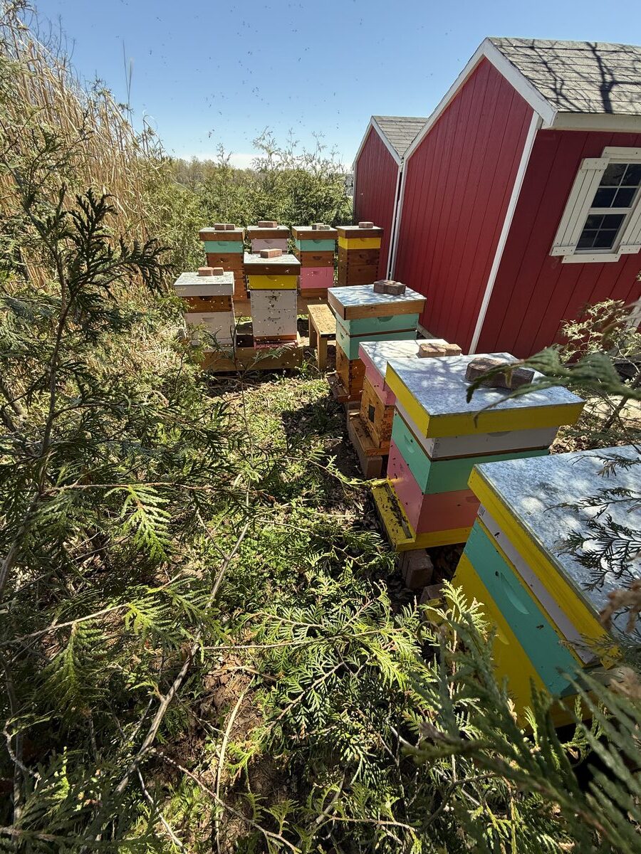 Dado's Apiary honey jars